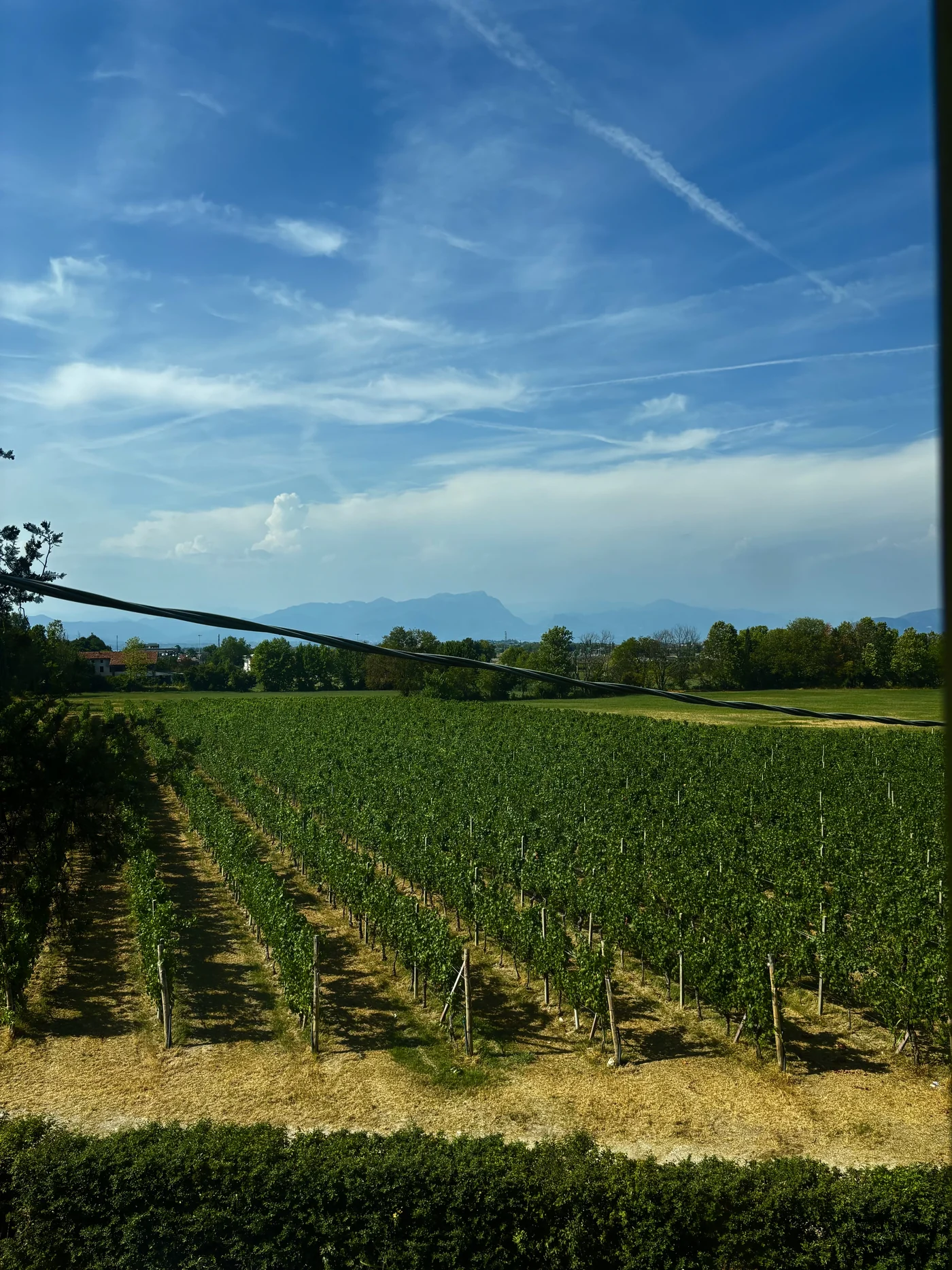 Vigneti del Lugana e montagne all'orizzonte
