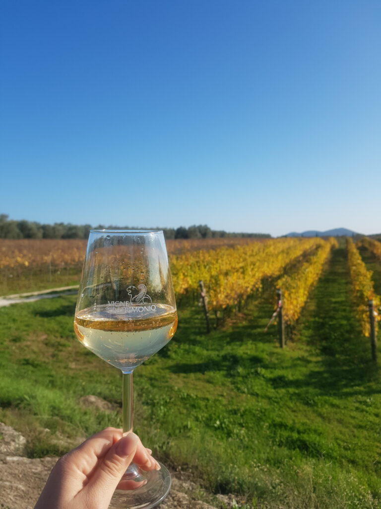 Calice di Lugana DOC davanti ai vigneti